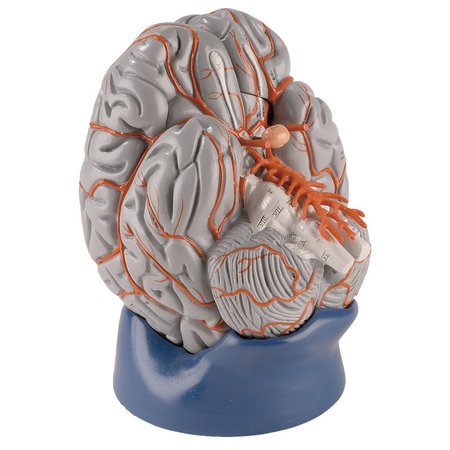 DENOYER-GEPPERT Anatomical Model, Student Brain with Arteries 0826-66